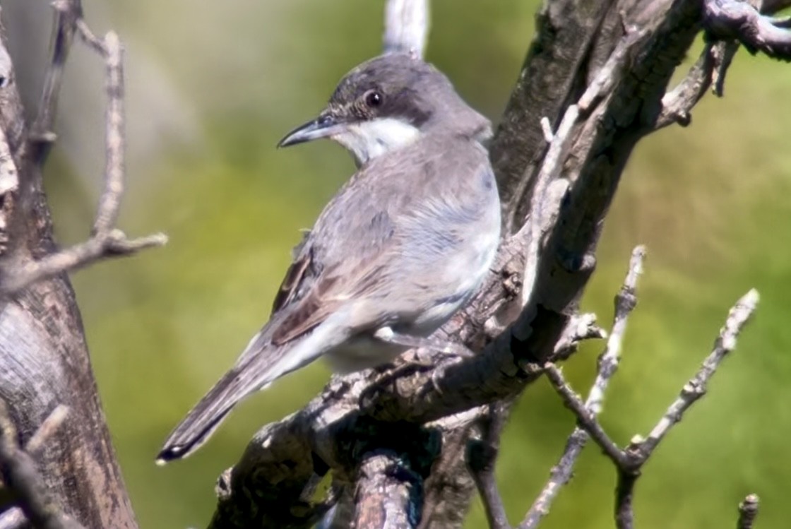 Eastern Orphean Warbler - ML619898561