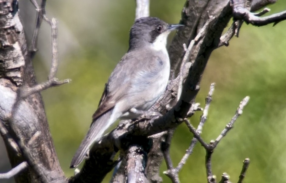 Eastern Orphean Warbler - ML619898563