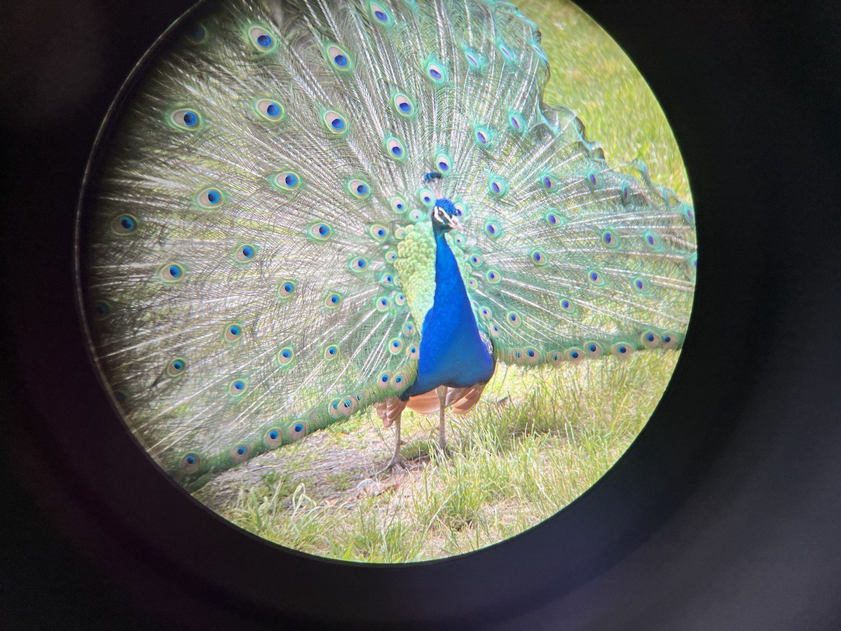 Indian Peafowl - ML619898565