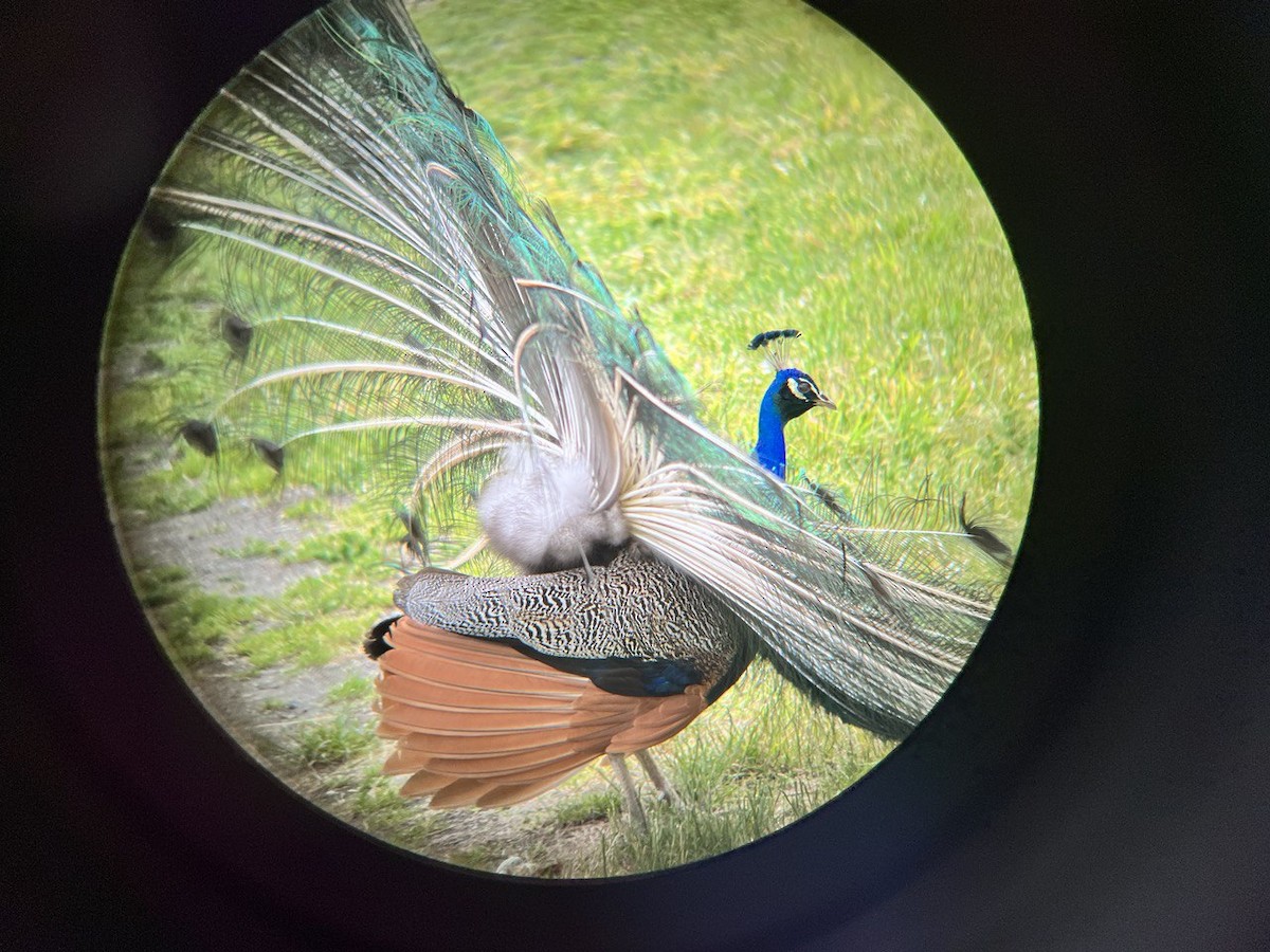 Indian Peafowl - ML619898566