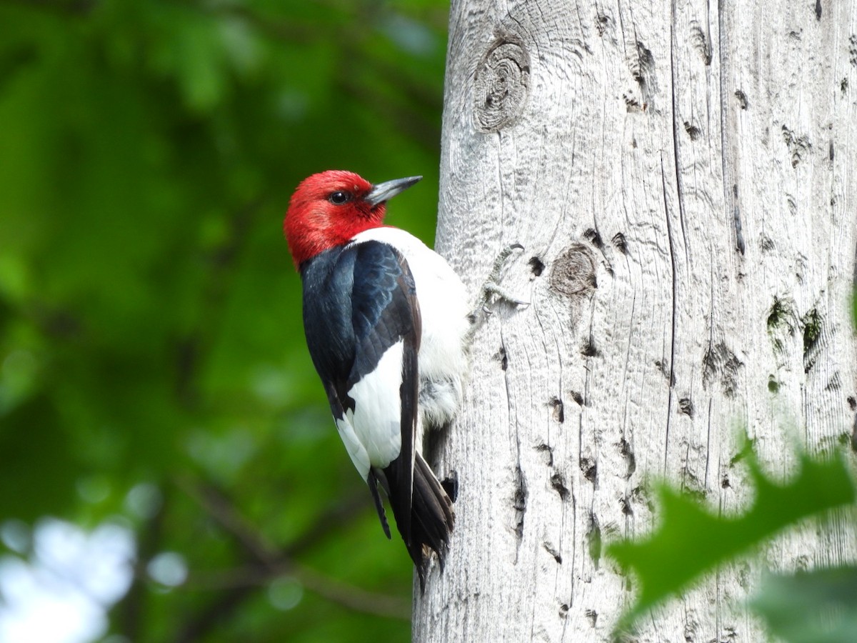 Red-headed Woodpecker - ML619898572