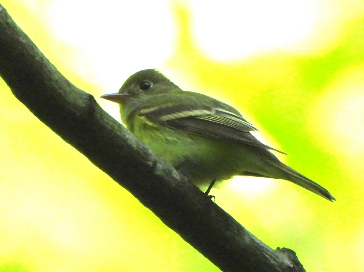 Acadian Flycatcher - ML619898574