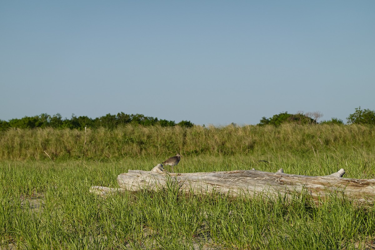 Wiesenstrandläufer - ML619898604