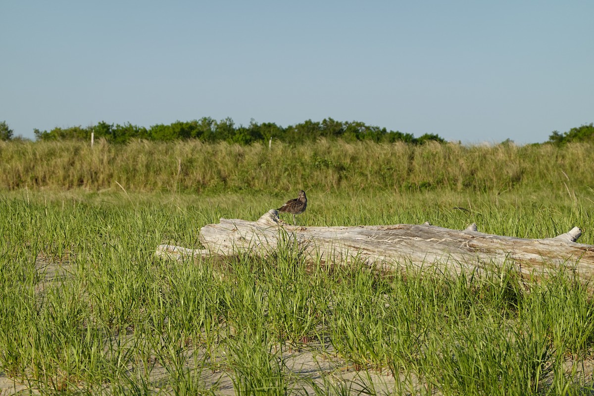 Wiesenstrandläufer - ML619898605