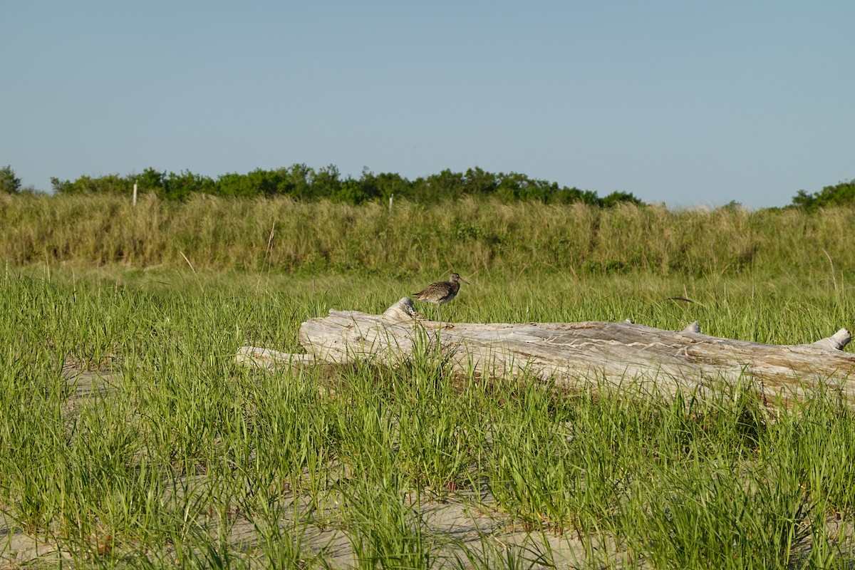 Wiesenstrandläufer - ML619898608