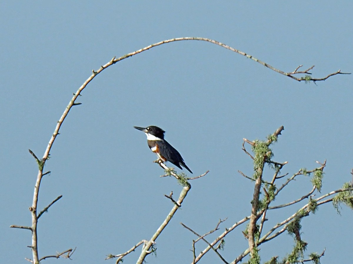 Belted Kingfisher - ML619898610