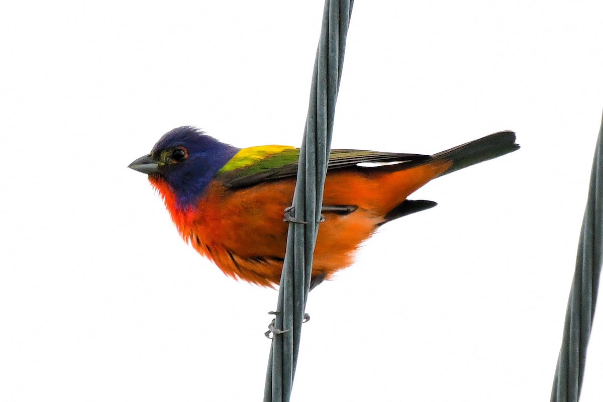 Painted Bunting - ML619898617