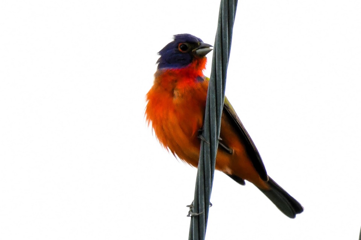 Painted Bunting - ML619898618