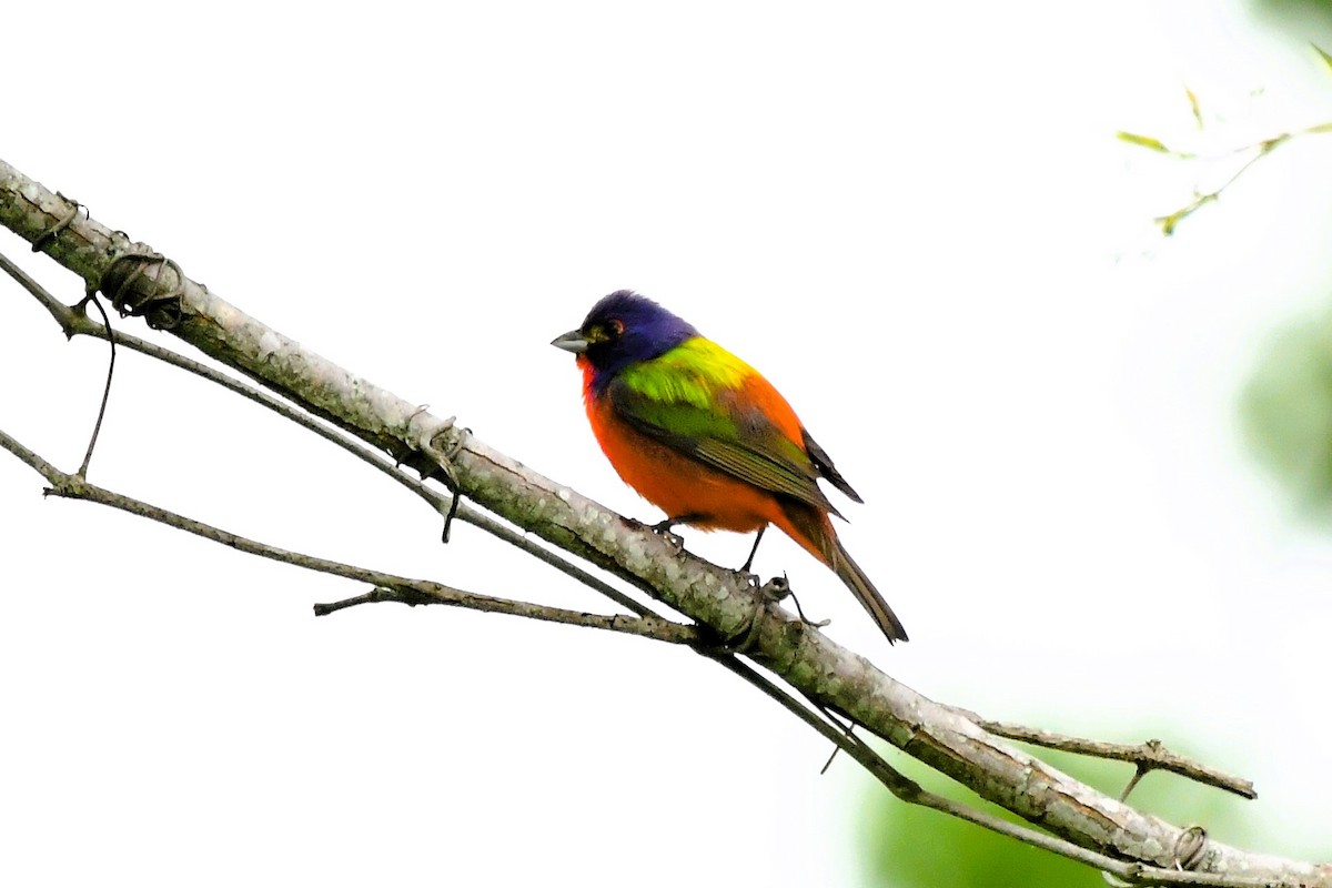 Painted Bunting - ML619898619