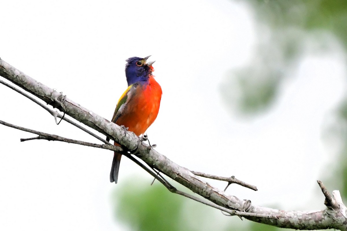 Painted Bunting - ML619898620