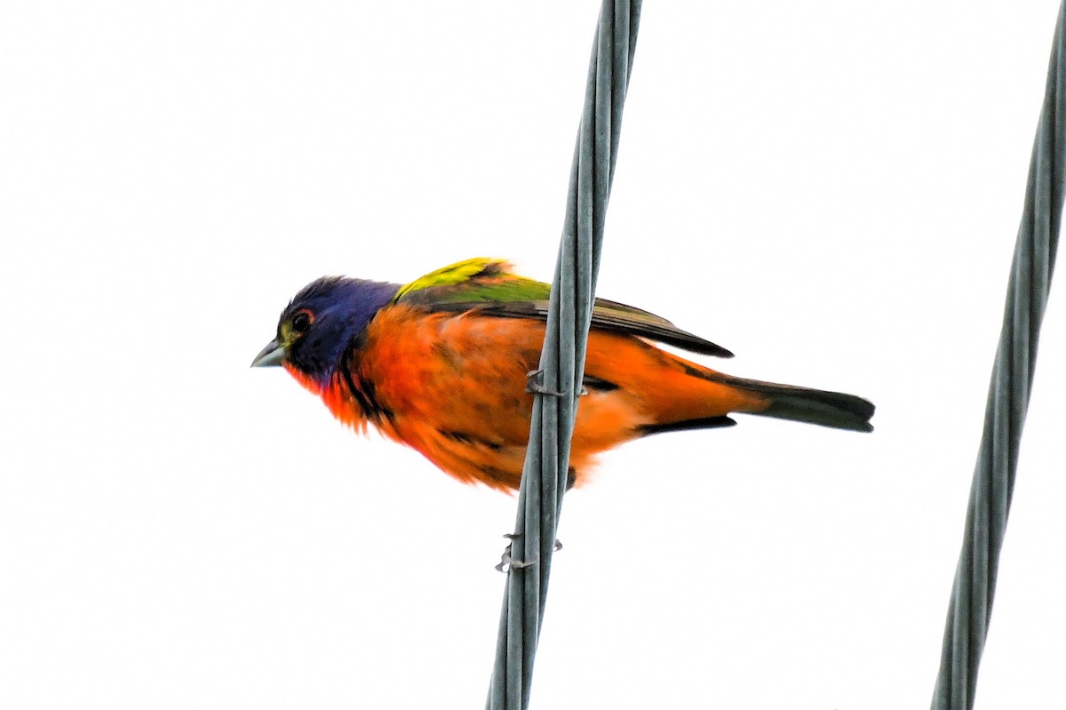 Painted Bunting - ML619898621
