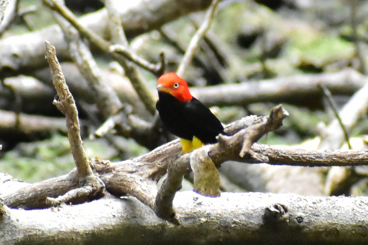 Red-capped Manakin - ML619898622