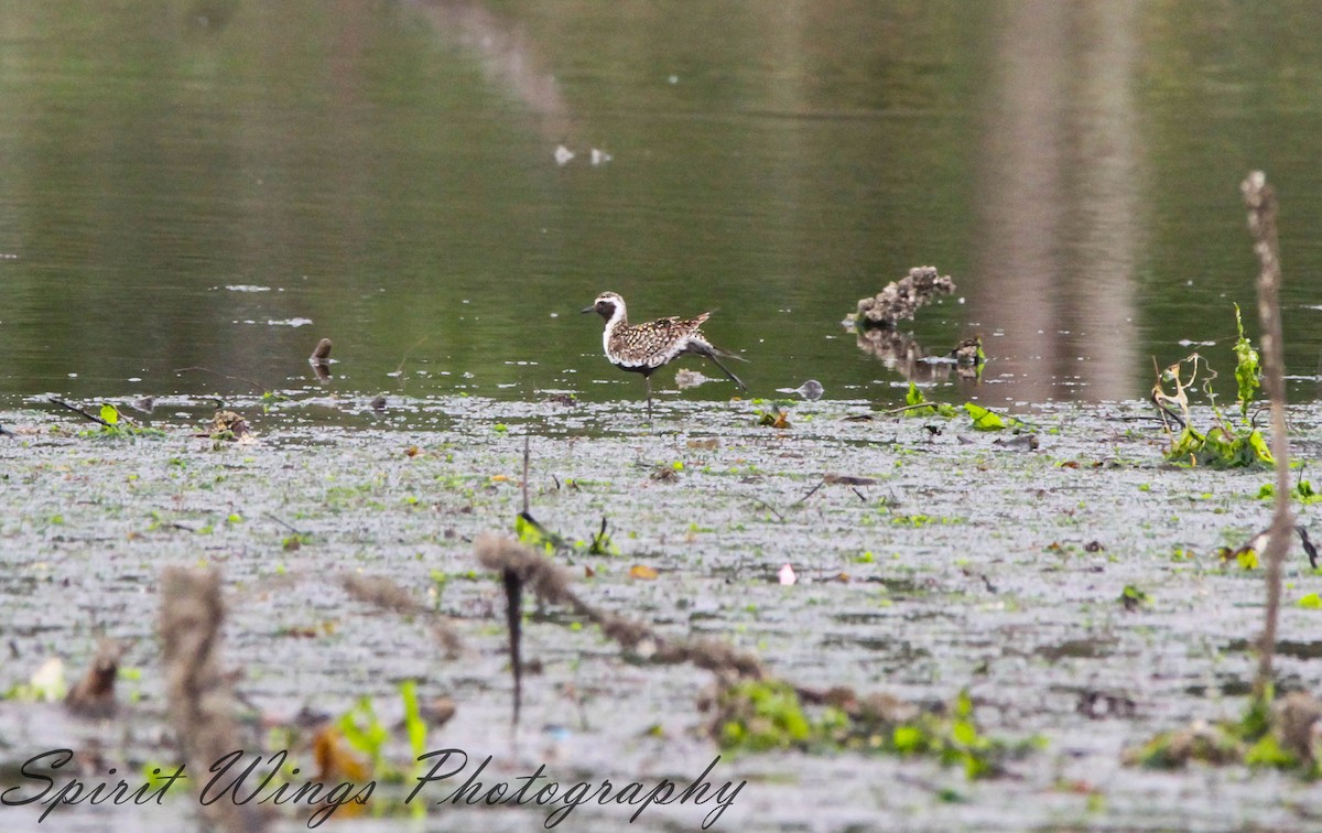 Pacific Golden-Plover - ML619898635