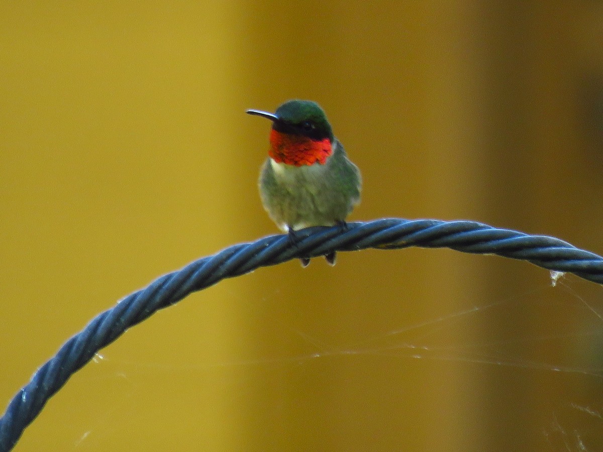 Ruby-throated Hummingbird - ML619898639