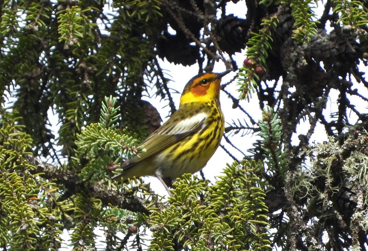 Cape May Warbler - ML619898640