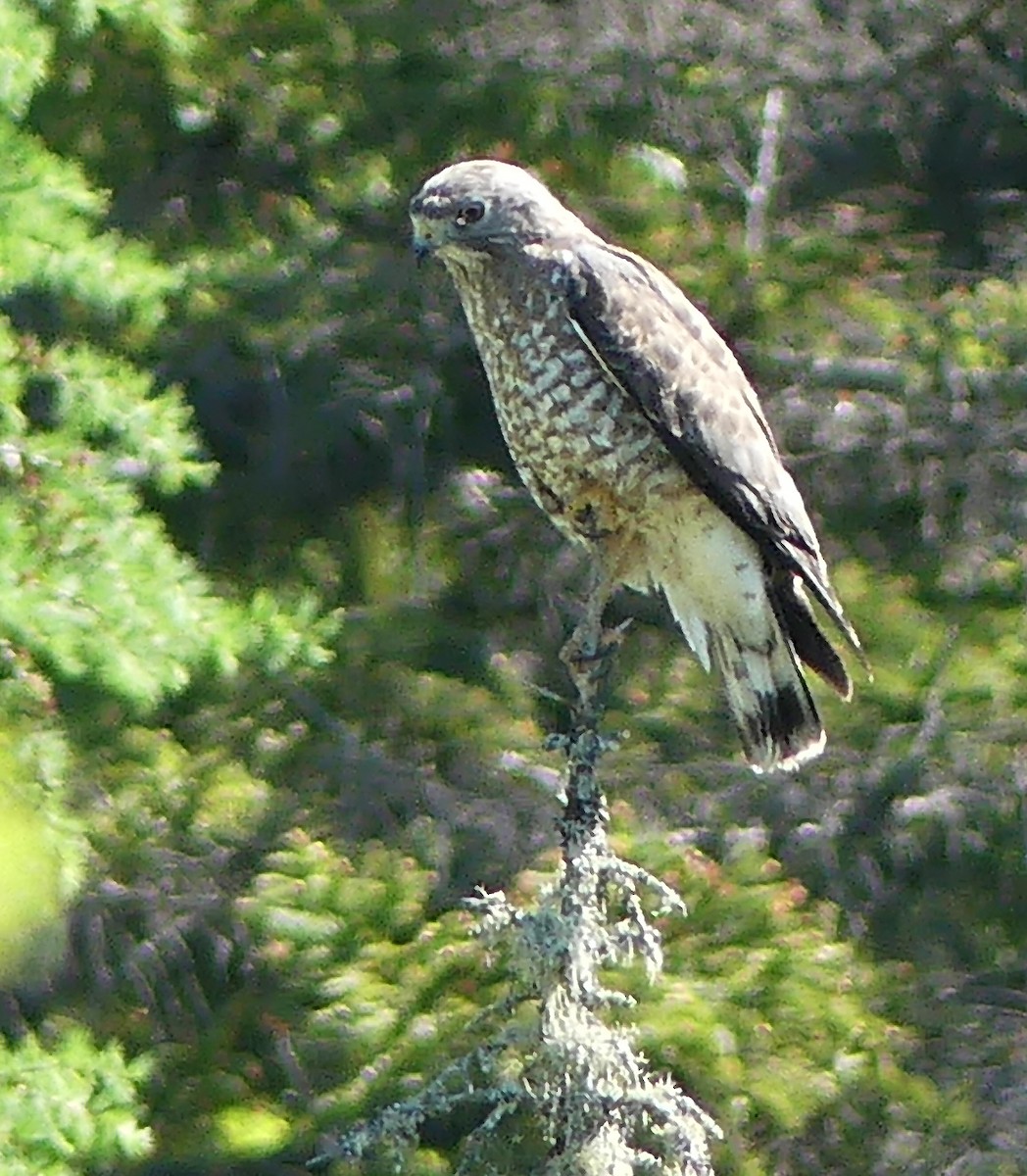 Broad-winged Hawk - ML619898641