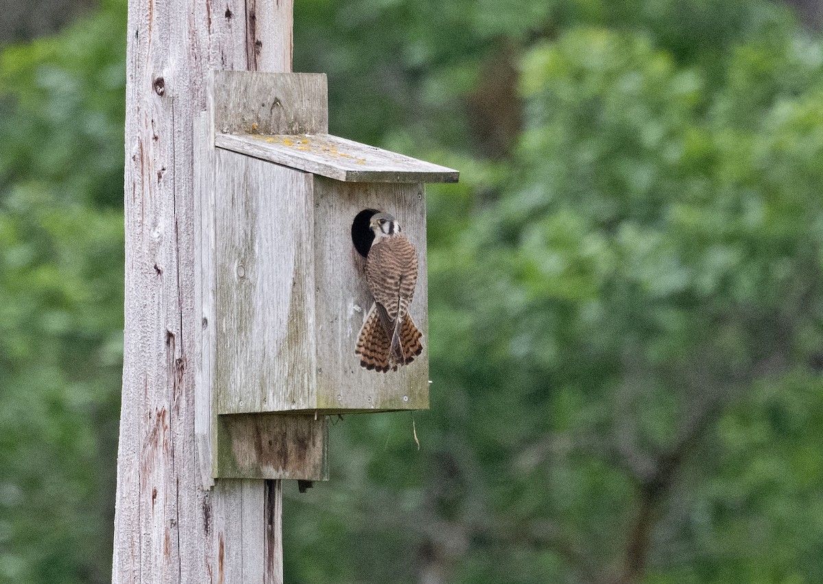 American Kestrel - ML619898654