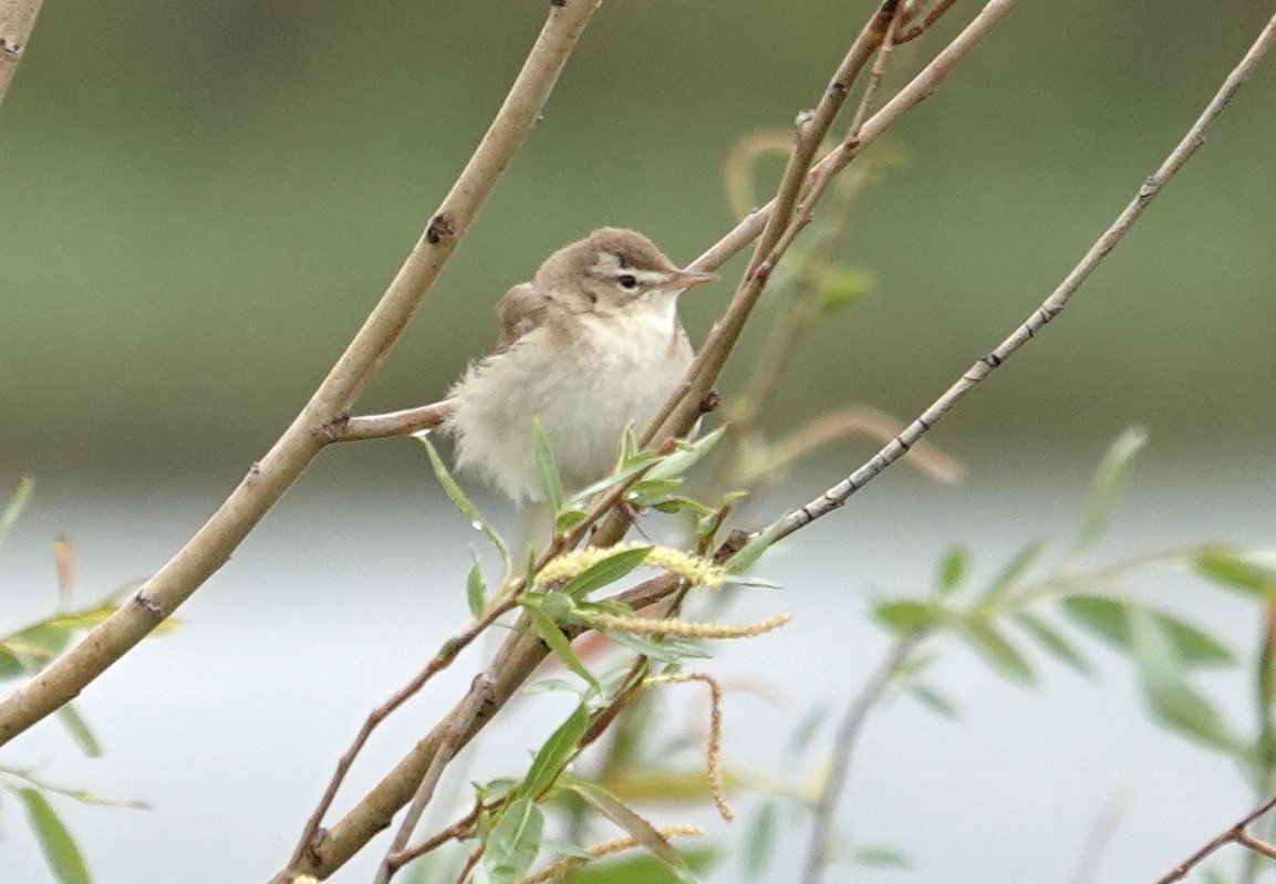 Booted Warbler - ML619898655