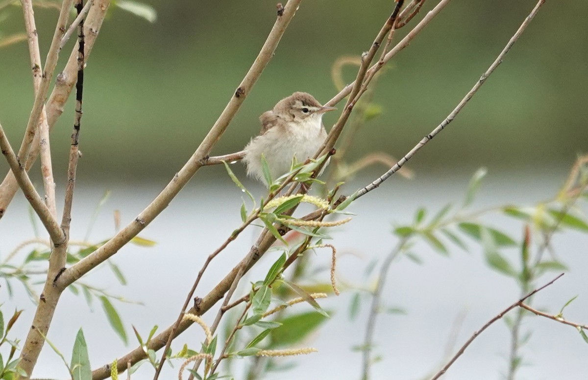 Booted Warbler - ML619898656