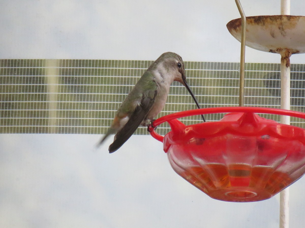 Oasis Hummingbird - ML619898662