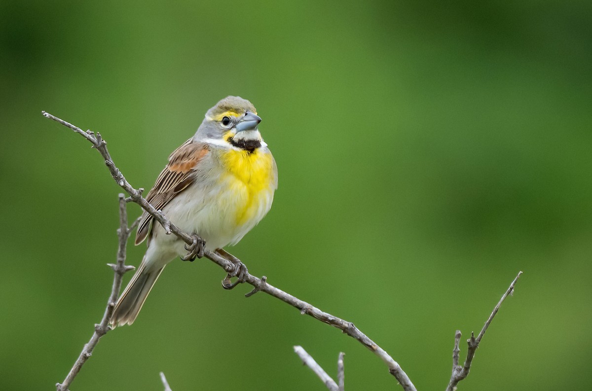 Dickcissel - ML619898663