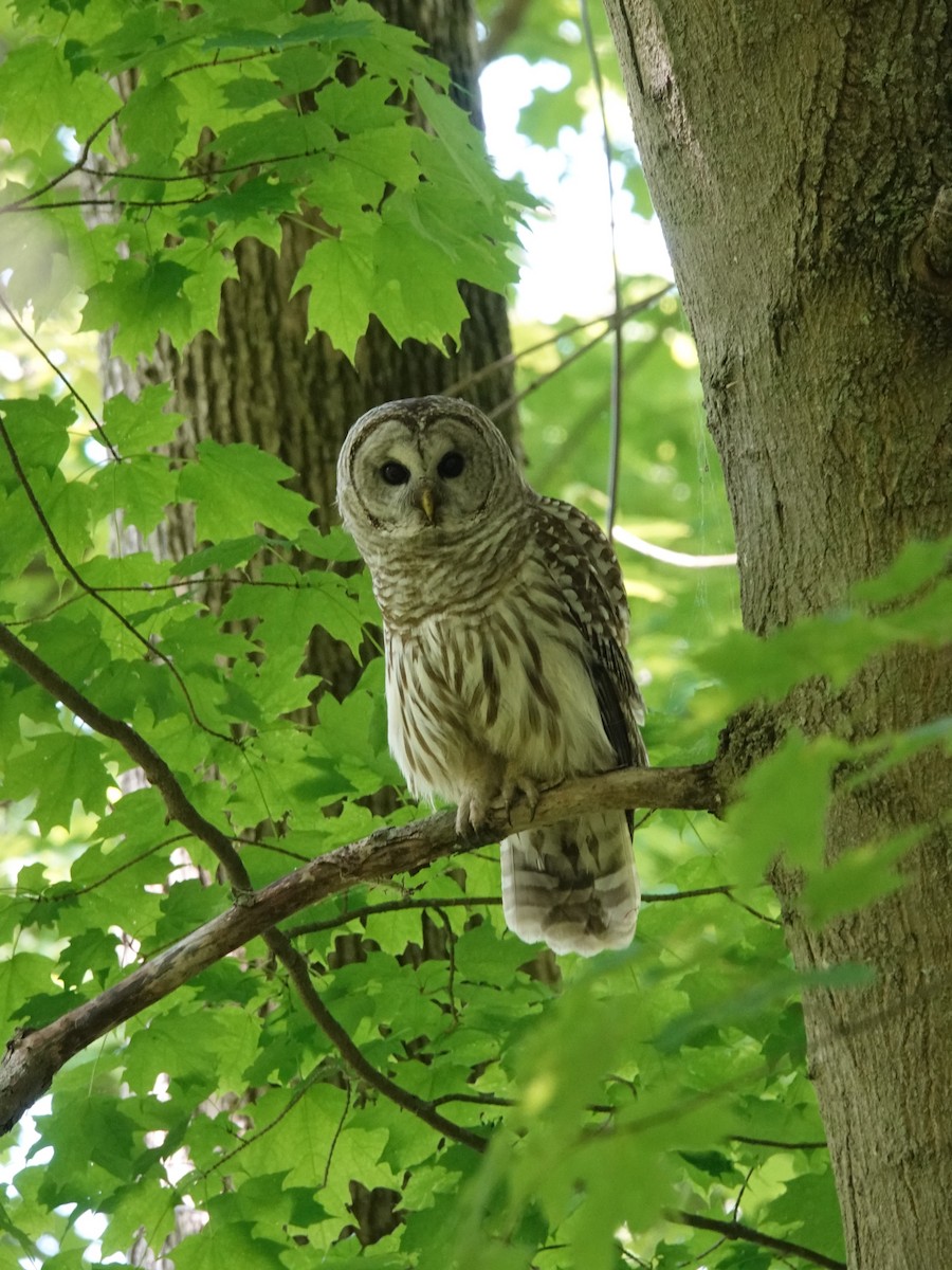 Barred Owl - ML619898668