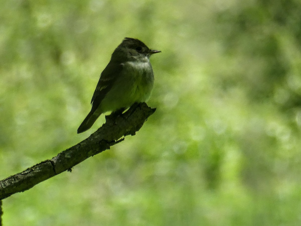 Eastern Wood-Pewee - ML619898671