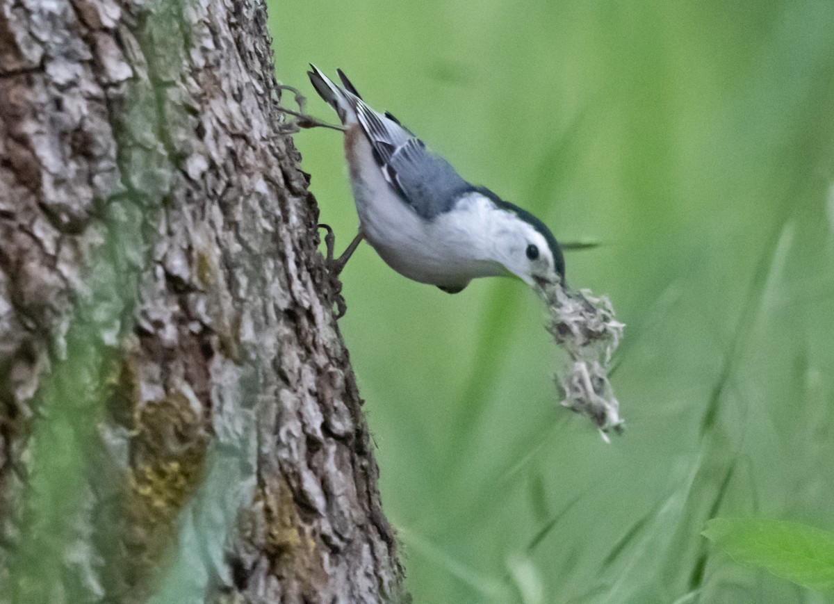 White-breasted Nuthatch - Bruce Jacobs