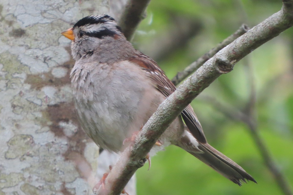 White-crowned Sparrow - ML619898684