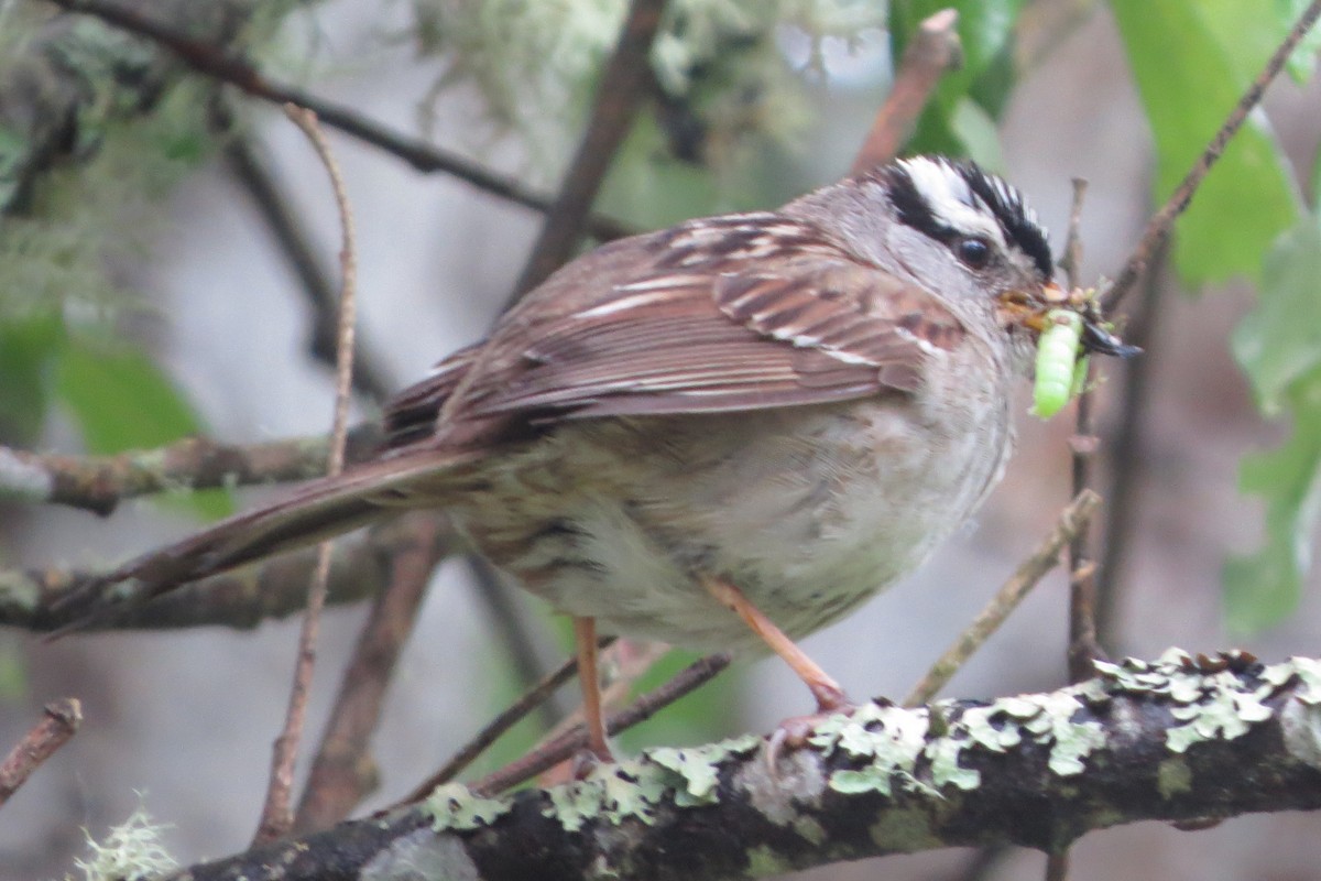 White-crowned Sparrow - ML619898685