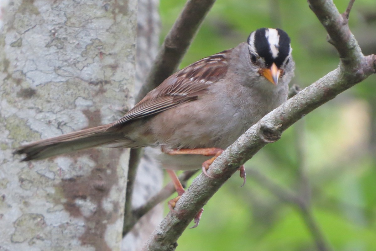 White-crowned Sparrow - ML619898686