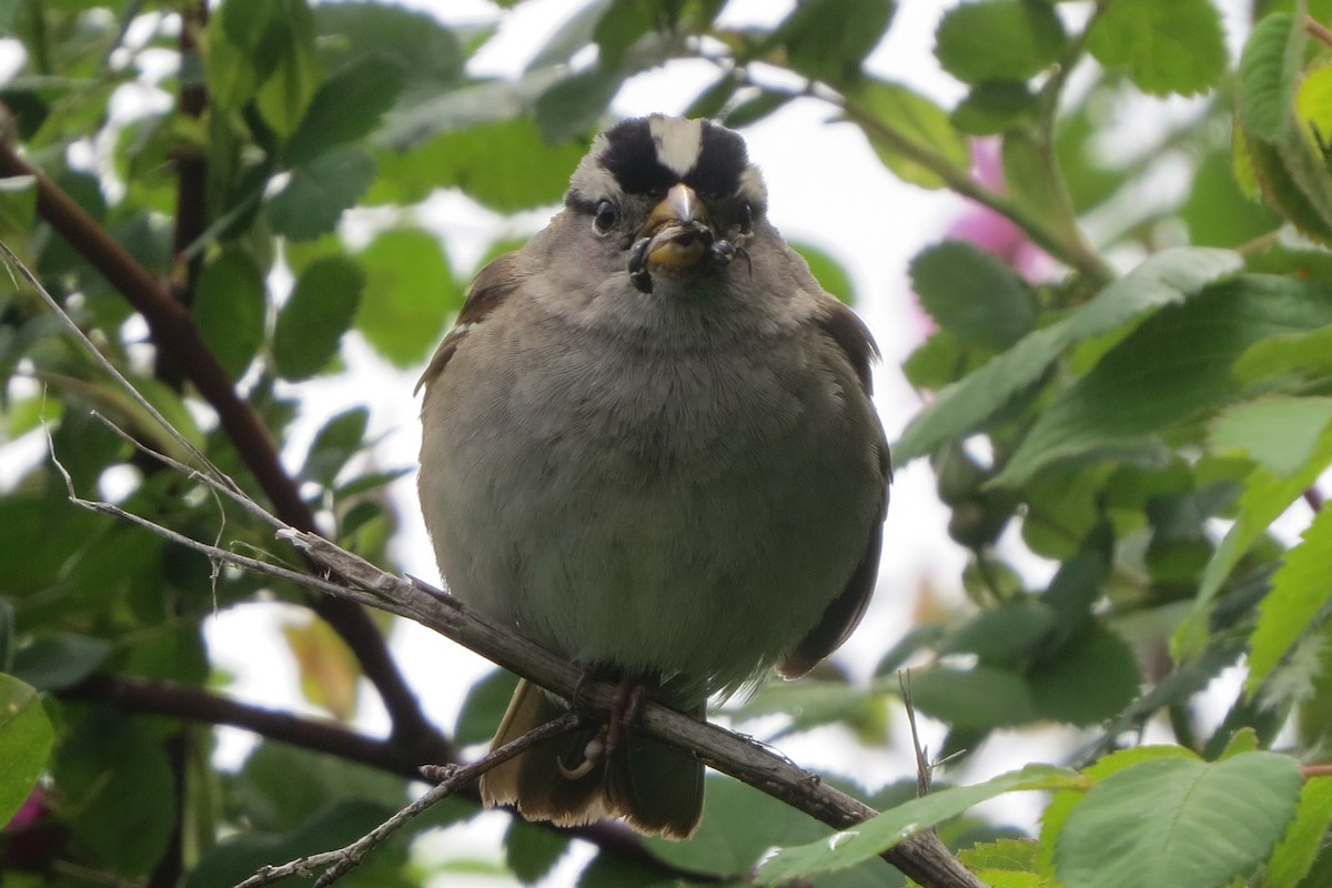 White-crowned Sparrow - ML619898688