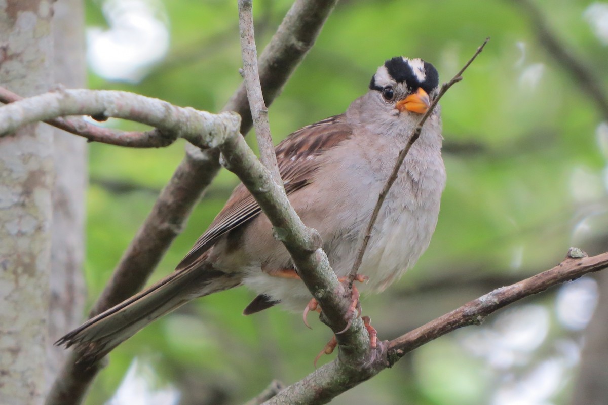 White-crowned Sparrow - ML619898689