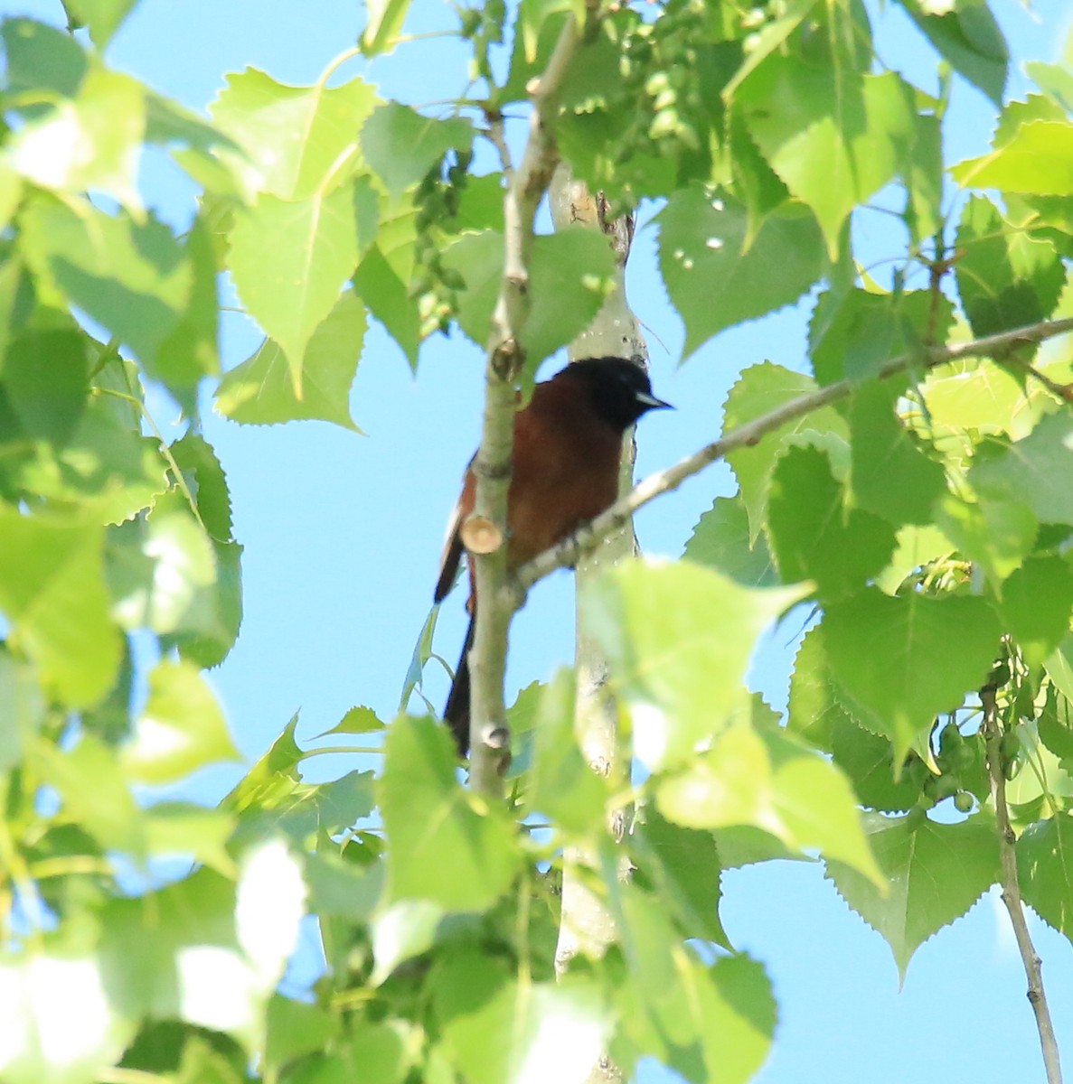 Orchard Oriole - ML619898694