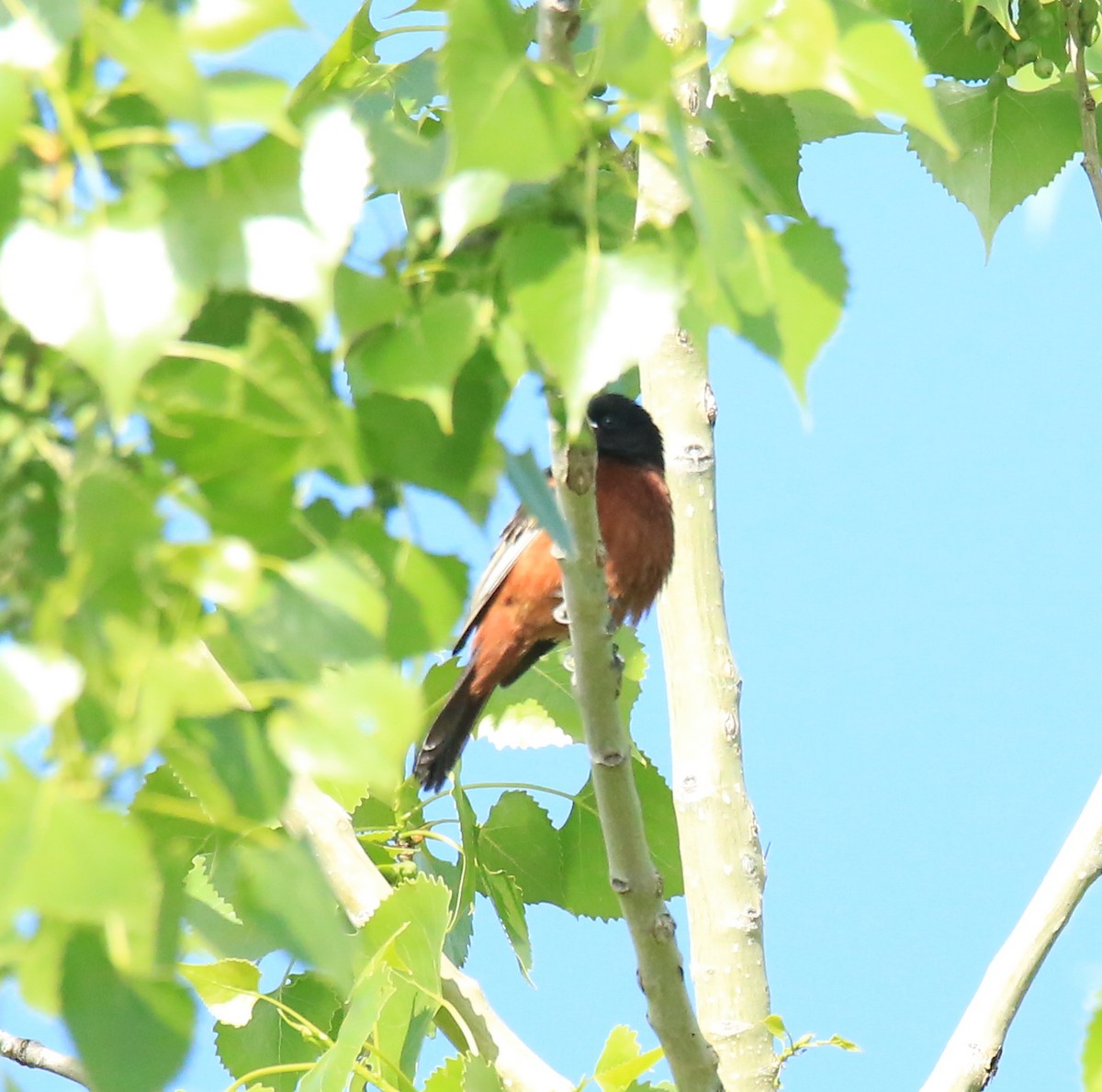 Orchard Oriole - ML619898695