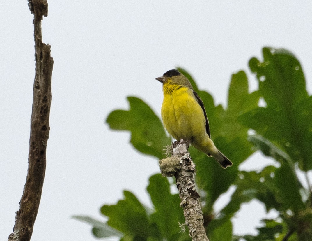 Lesser Goldfinch - Bruce Jacobs