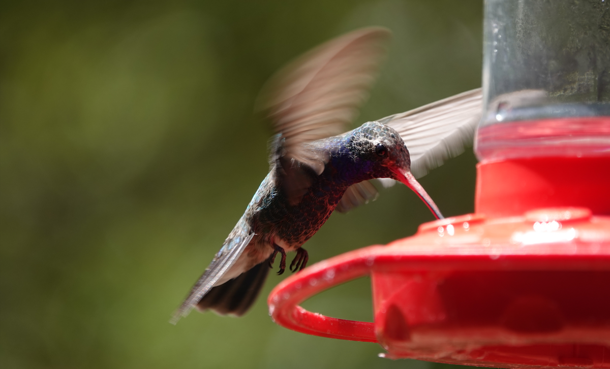 Broad-billed Hummingbird - ML619898703