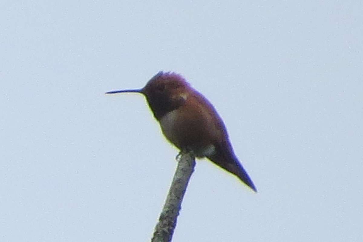 Rufous Hummingbird - ML619898709