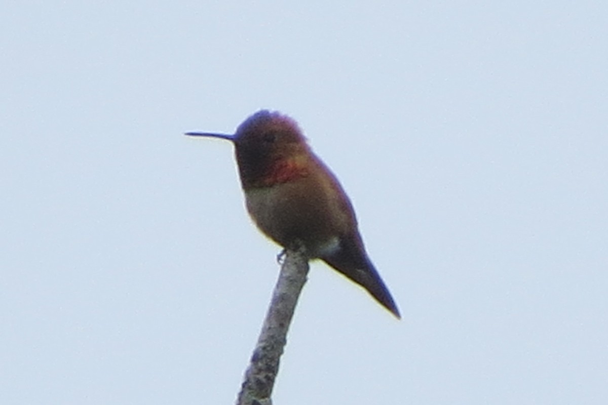 Rufous Hummingbird - ML619898710
