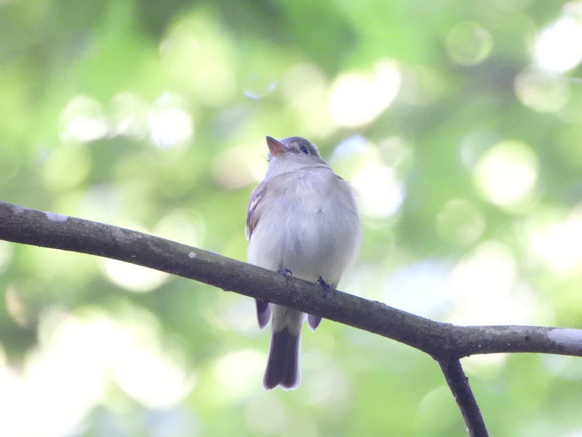 Acadian Flycatcher - ML619898718