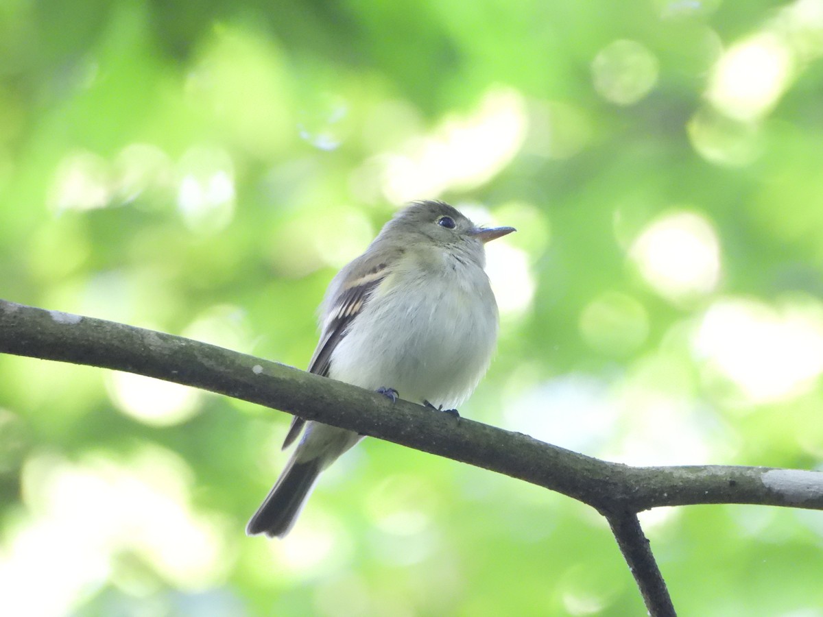 Acadian Flycatcher - ML619898719