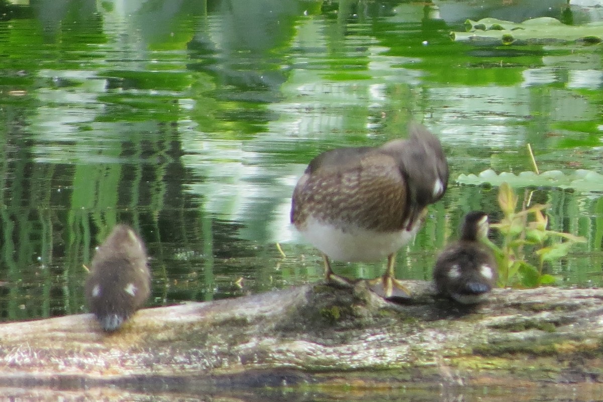 Wood Duck - ML619898728