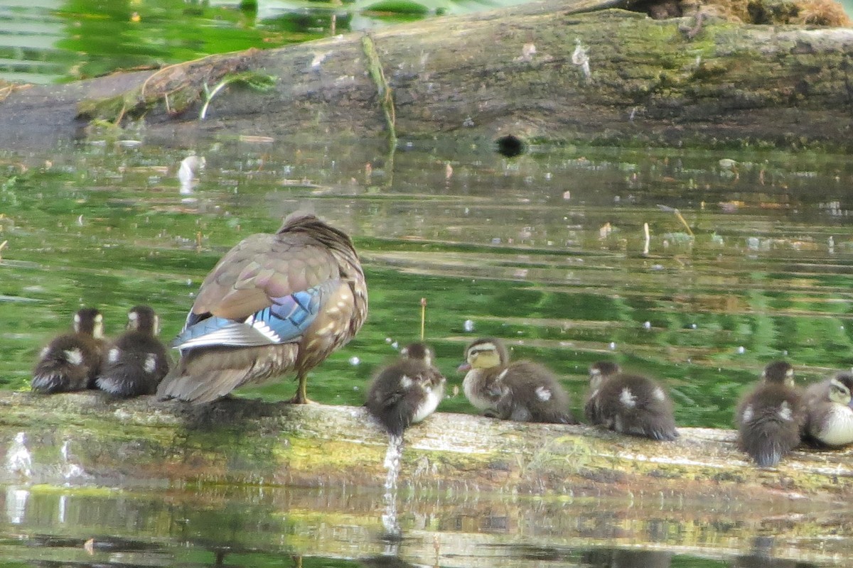 Wood Duck - ML619898730