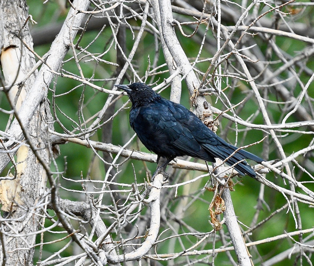 Austral Blackbird - ML619898733