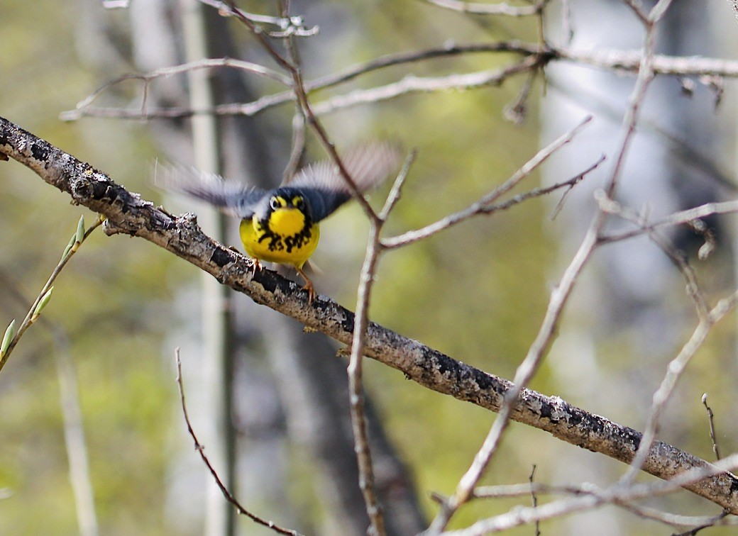 Canada Warbler - ML619898745