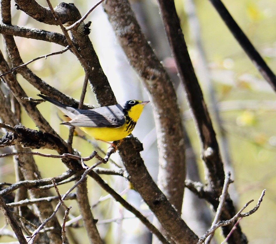 Canada Warbler - ML619898750