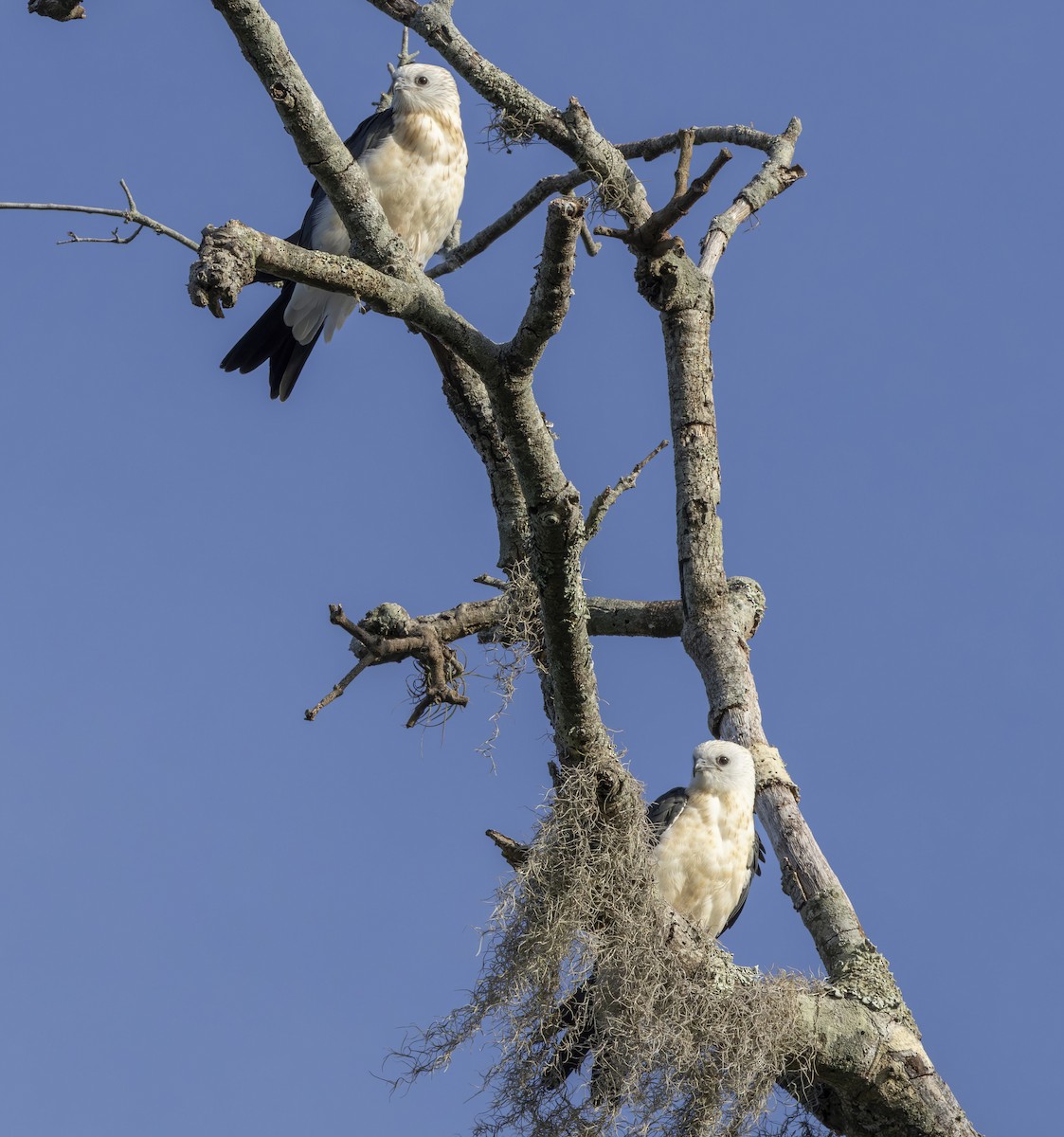 Swallow-tailed Kite - ML619898751