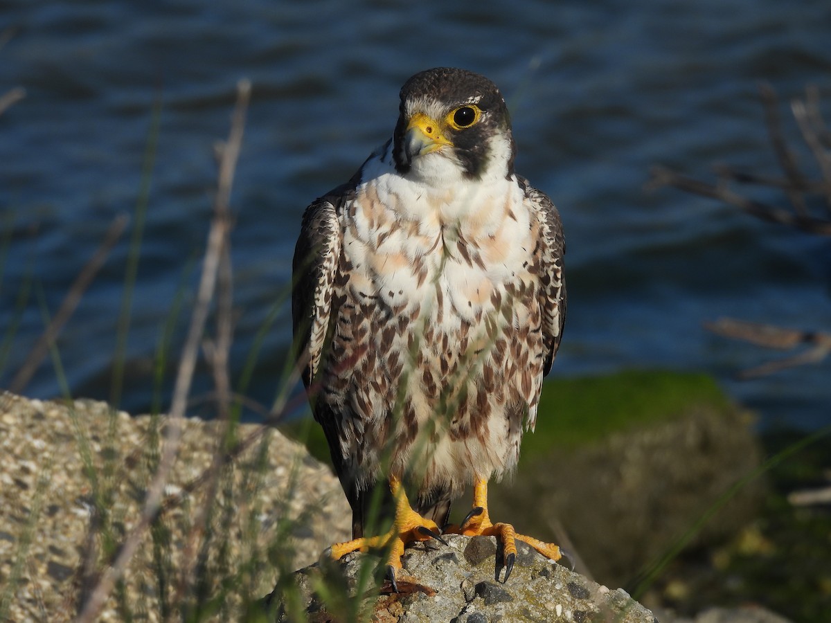 Peregrine Falcon - ML619898756