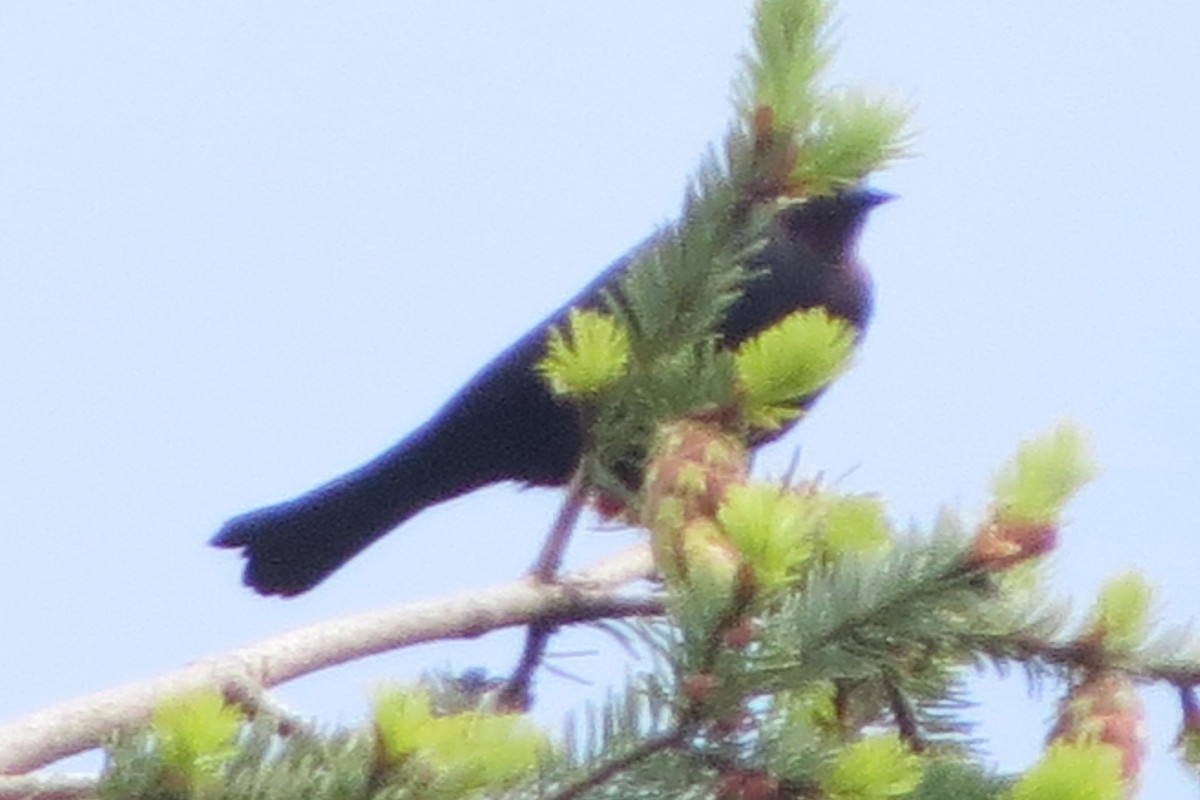 Brown-headed Cowbird - ML619898758