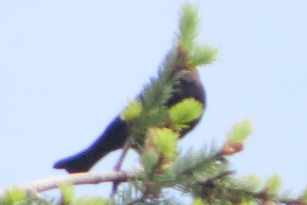 Brown-headed Cowbird - ML619898759